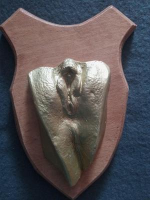 Die Vagina in Jungen Jahren als Gipsabdruck